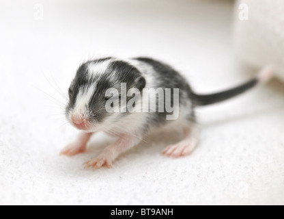 Jird mongola o gerbillo mongolo (Meriones unguiculatus) giovani, 2 settimane Foto Stock