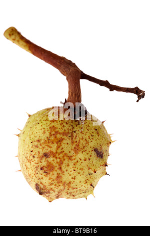 Ippocastano Aesculus hippocastanum seedpod sul ramo in lolla su sfondo bianco Foto Stock