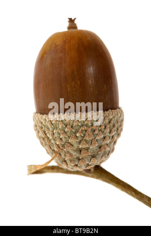 Un unico acorn e cupule su sfondo bianco Foto Stock