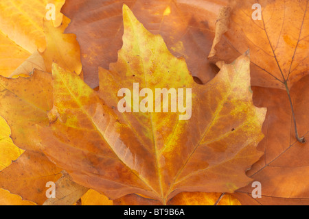 Caduta foglie di acero in autunno caduti i colori Foto Stock