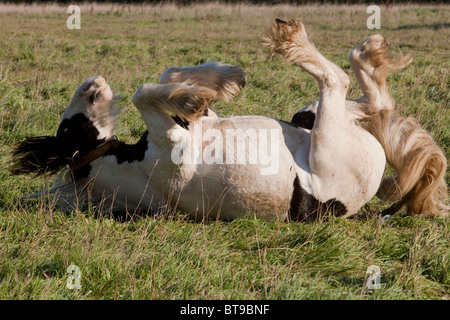 George è un quindici anni cob, egli è ora godendo di un riposo dopo aver tirato un cavallo disegnato caravan da Nottinghamshire. DAVID MANSELL Foto Stock