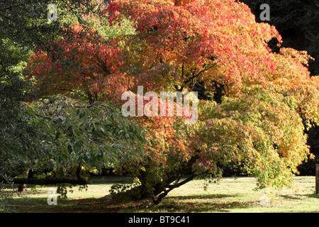 Acer illuminato dal sole al Westonbirt Arboretum UK in autunno, Inghilterra, Regno Unito Foto Stock