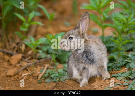 I giovani europei coniglio (oryctolagus cuniculus) sotto una siepe vicino a Warren. Oxfordshire, Inghilterra, aprile 2010. Foto Stock