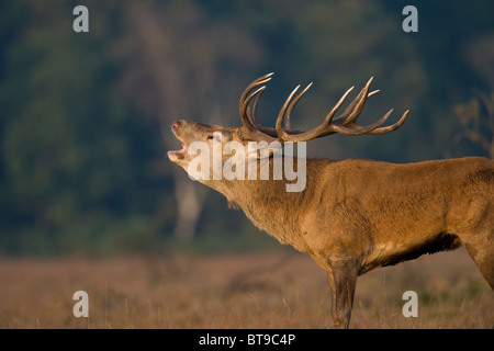 Red Deer stag ruggisce durante il solco (Cervus elaphus). New Forest, Inghilterra. Foto Stock