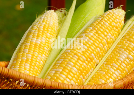 Un cestello di granturco dolce, tre orecchi parzialmente il riso semigreggio Foto Stock