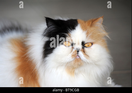 Close up di un gatto persiano Foto Stock