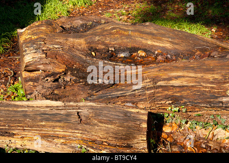 Granella sul bagnato log. Foto Stock