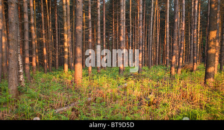 Sole di mattina illuminazione di foresta di conifere a inizio estate Cannock Chase Country Park AONB (area di straordinaria bellezza naturale) Foto Stock