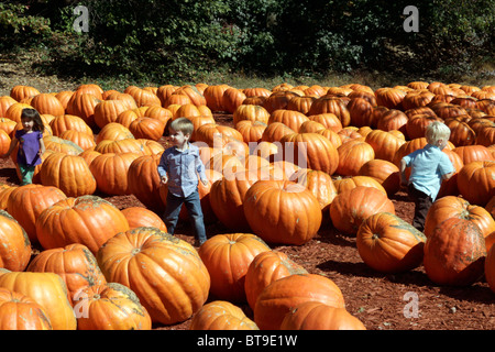 I bambini a giocare tra le zucche di grandi dimensioni per la vendita in un agriturismo vicino a Dawsonville, Georgia. Foto Stock