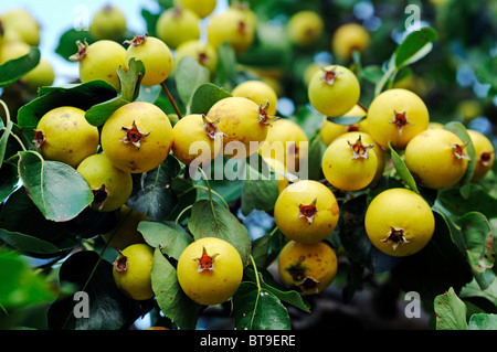 Pero selvatico (Pyrus pyraster), pera, Biosphaerenreservat Suedost-Ruegen Riserva della Biosfera nel sud-est Ruegen, Ruegen Isola Foto Stock