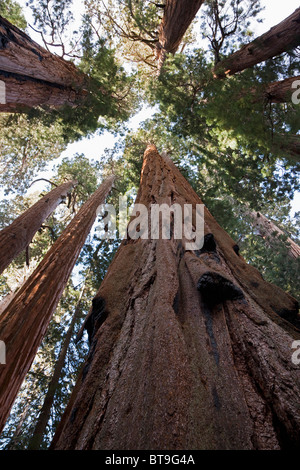 Sequoia gigante, Sierra Redwood o Wellingtonia (Sequoiadendron giganteum), Sequoia National Park, California, Stati Uniti d'America Foto Stock