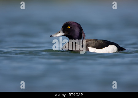 La moretta, Aythya fuligula, una piccola anatra, Norfolk, Regno Unito Foto Stock