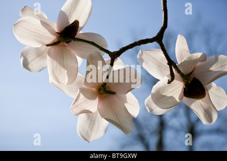 Tre fiori di magnolia Foto Stock