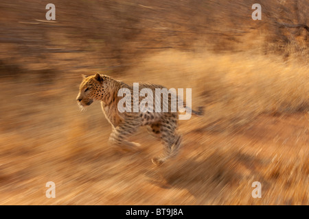 Leopard in esecuzione ad una certa velocità, il Parco Nazionale Kruger, Sud Africa. Foto Stock