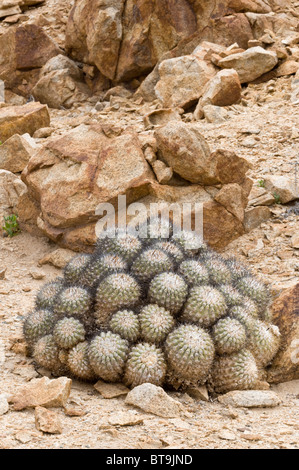 Copiapoa cinerascens cresce in condizioni inospitali nel Parque National Pan de Azucar Atacama (III) Il Cile America del Sud Foto Stock