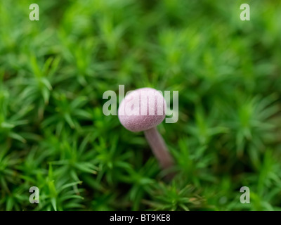 Fungo da Martin Breg hill foresta, vicino Dugo Selo, Croazia. Foto Stock