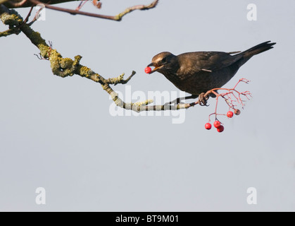 Merlo femmina rosso mangiare Rowan tree berry. Foto Stock