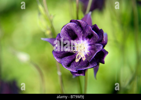 Aquilegia Foto Stock