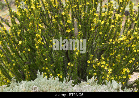 Oxalis gigantes fiori Quebrada del Castillo Parque National Pan de Azucar Atacama (III) Il Cile America del Sud Foto Stock