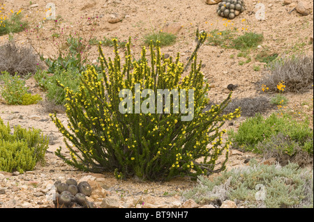 Oxalis gigantes habitat 'desierto florido' Quebrada del Castillo Parque National Pan de Azucar Atacama (III) Il Cile America del Sud Foto Stock