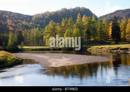 Autunno fiume Mixed Pine e Autumn Silver Birch Forest Woodland, e il fiume Dee ghiaia ghiaia banca, Royal Deeside, Aberdeenshire, Scozia Regno Unito Foto Stock