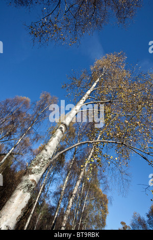 Alto albero di betulla Argento angolato contro il cielo blu, Scozia, Regno Unito Foto Stock