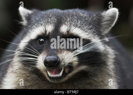 RACCOON mangiare (Procione lotor) Stanley Park, Vancouver, Canada. Foto Stock