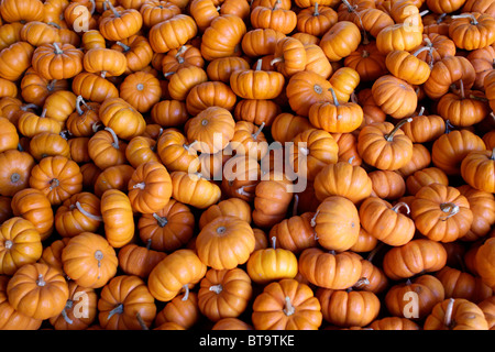 10/24/10 - Piccolo schiaccia chiamato Jack-essere-poco zucche, in vendita per la festa di Halloween, sono spesso utilizzati al posto di zucche da bambini. Foto Stock