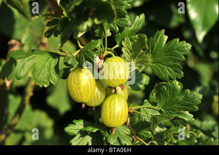 Close-up di ribes e crescente maturazione sulla gooseberry bush. Foto Stock