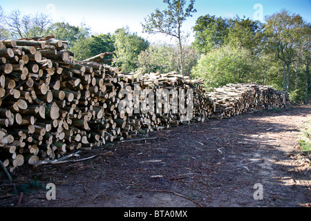 Appena legname abbattuto impilati in attesa dei mezzi di trasporto dalla foresta Foto Stock