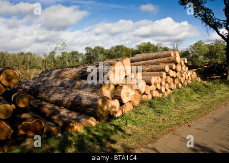 Appena legname abbattuto impilati in attesa dei mezzi di trasporto dalla foresta Foto Stock