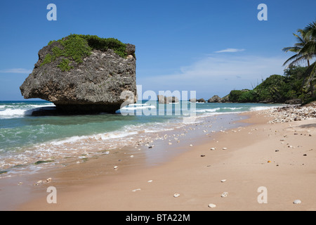 Roccia del fungo, Betsabea, Barbados, West Indies. La roccia è famosa per l'erosione sulla sua base creando la forma inusuale. Foto Stock