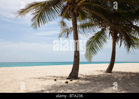 Fallo Bay, Barbados, West Indies Foto Stock