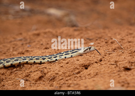 Grande Bacino gopher snake (Pituophis catenifer deserticola), USA, America Foto Stock