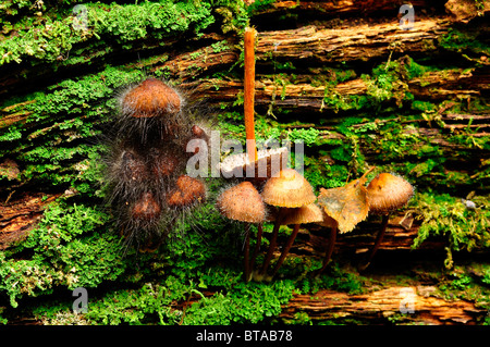 I funghi che crescono su di un registro di essere attaccato da Pin Mold fungo in legno Bramingham, Luton, Bedfordshire Foto Stock