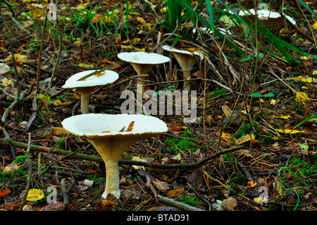 Wild British funghi formando un anello di fata Foto Stock