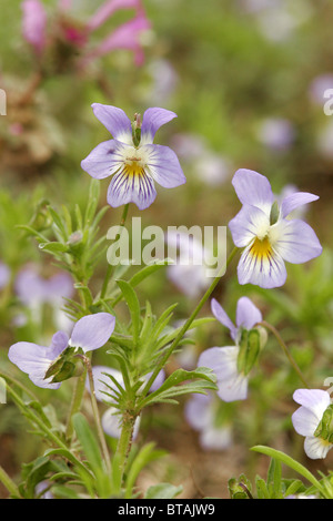 Campo Pansy Foto Stock
