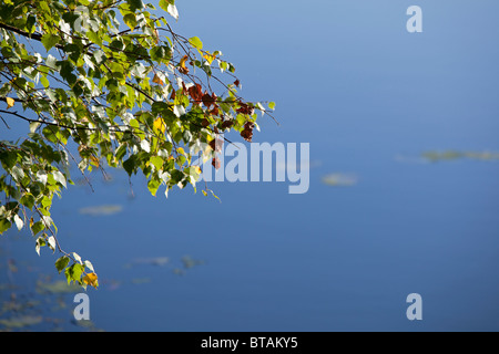 Fine estate sfondo con copyspace, Betulla foglie contro l'acqua. Vista dalla Svezia sull'arcipelago di Stoccolma Foto Stock