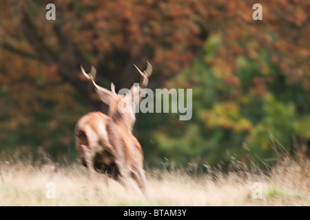 Un cervo (Cervus elaphus) stag tariffe dopo un hind (al di fuori del frame) durante il rut autunnali a Londra il Richmond Park. Foto Stock