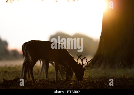 Una coppia di giovani il cervo (Cervus elephus) pascolano tranquillamente in golden. La luce del mattino a Londra il Richmond Park. Foto Stock