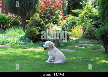 Golden Retriever cucciolo nel giardino estivo Foto Stock