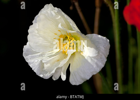 Peonia "Krinkled White" (Paeonia lactiflora) Foto Stock