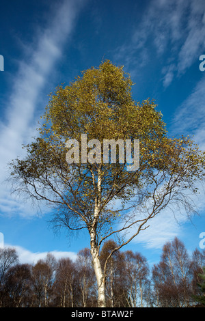 Alto albero di betulla Argento angolato contro il cielo blu, Scozia, Regno Unito Foto Stock