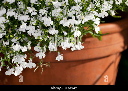 La bordatura di Lobelia, Hänglobelia (Lobelia erinus var. pendula) Foto Stock