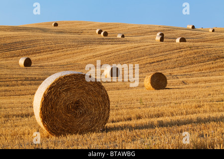 Rotoli di fieno in un campo vicino a Pienza, Toscana, Italia Foto Stock