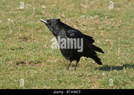 Carrion Crow (Corvus corone corone) - mostra di aggressione Foto Stock