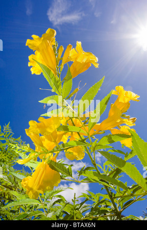 Tecoma stans o giallo tromba bush nel pieno fiore Foto Stock