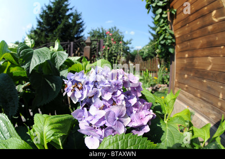 Violetta Hydrangea macrophylla, noto come Bigleaf ortensia (o francese, Lacecap, Mophead Hydrangea) o Penny Mac o Hortensia Foto Stock