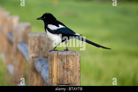 Gazza uccello seduto su un palo da recinzione nella luce del mattino Foto Stock