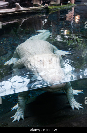 In Louisiana, New Orleans French Quarter, Audubon Aquarium of the Americas, rare Luecistic alligatore bianco Foto Stock